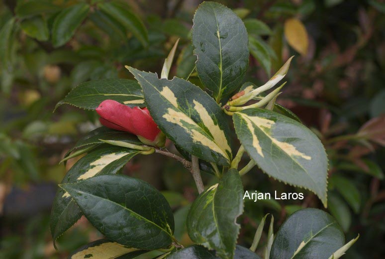 Camellia japonica 'Reigyoku'
