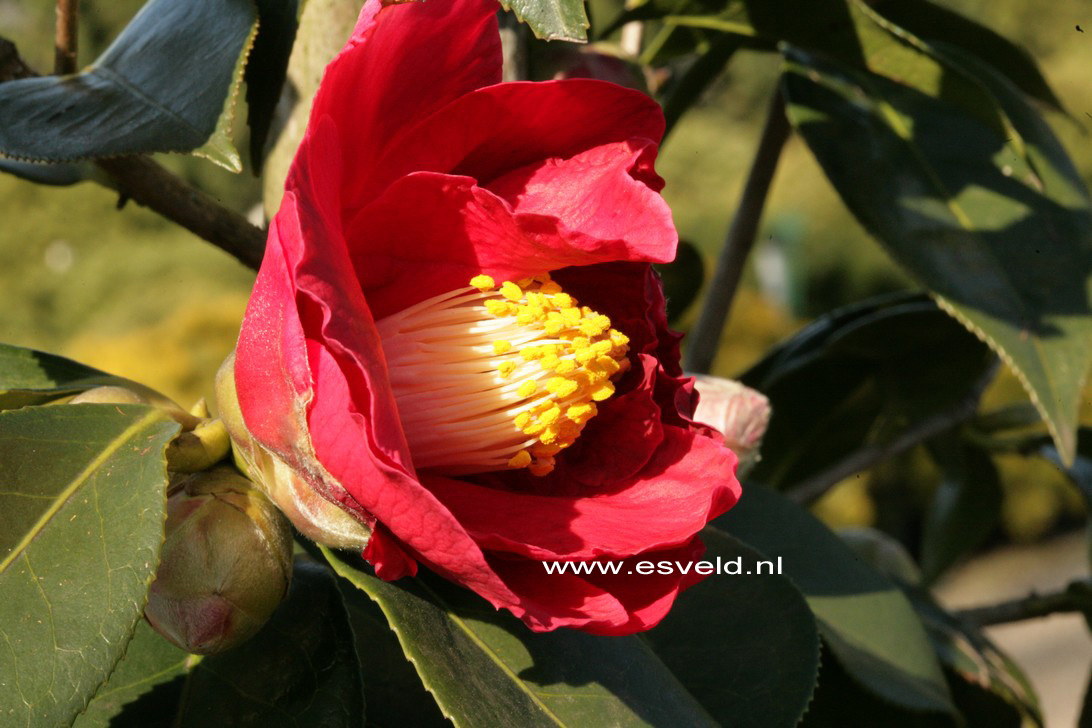 Camellia japonica 'Royalty'