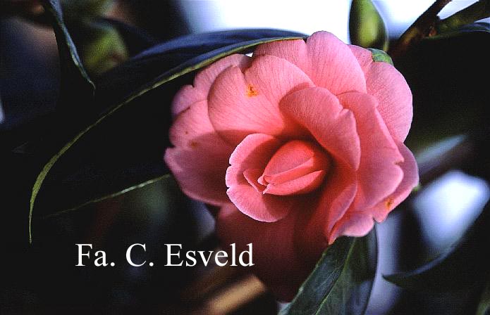 Camellia japonica 'Sacco Nova'