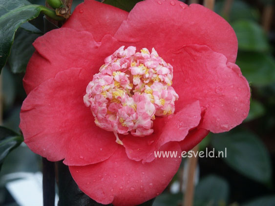 Camellia japonica 'Shin-tsukasa-nishiki'
