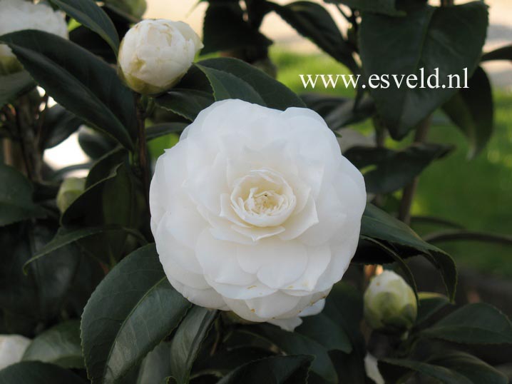 Camellia japonica 'Shiragiku'