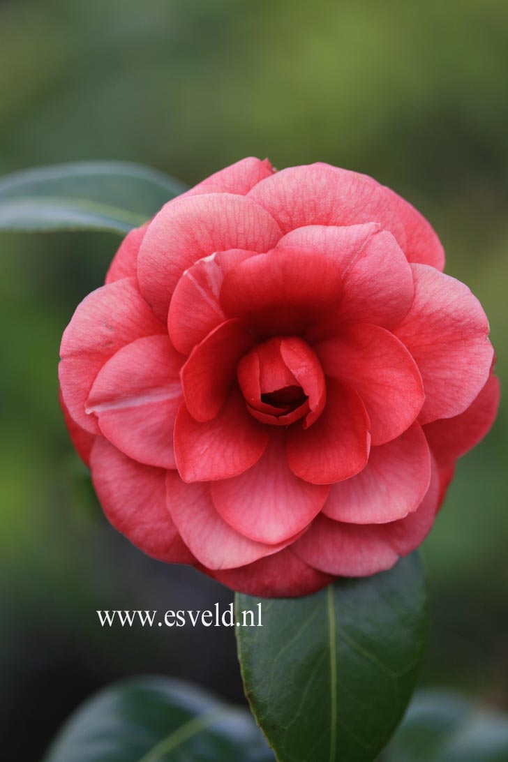 Camellia japonica 'Smokey Sister'