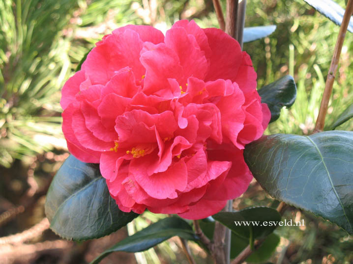 Camellia japonica 'Souvenir de Hubert Thoby'