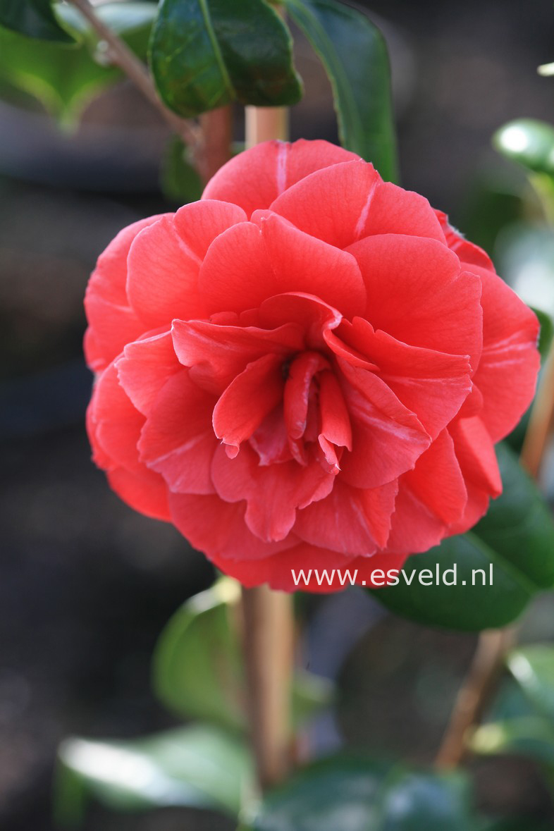 Camellia japonica 'Spring Cardinal'
