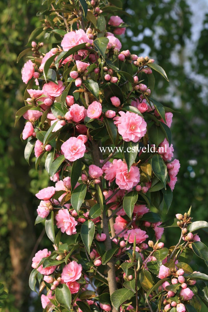 Camellia japonica 'Spring Festival'