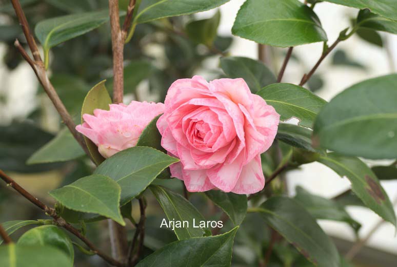 Camellia japonica 'Spring Sonnet'