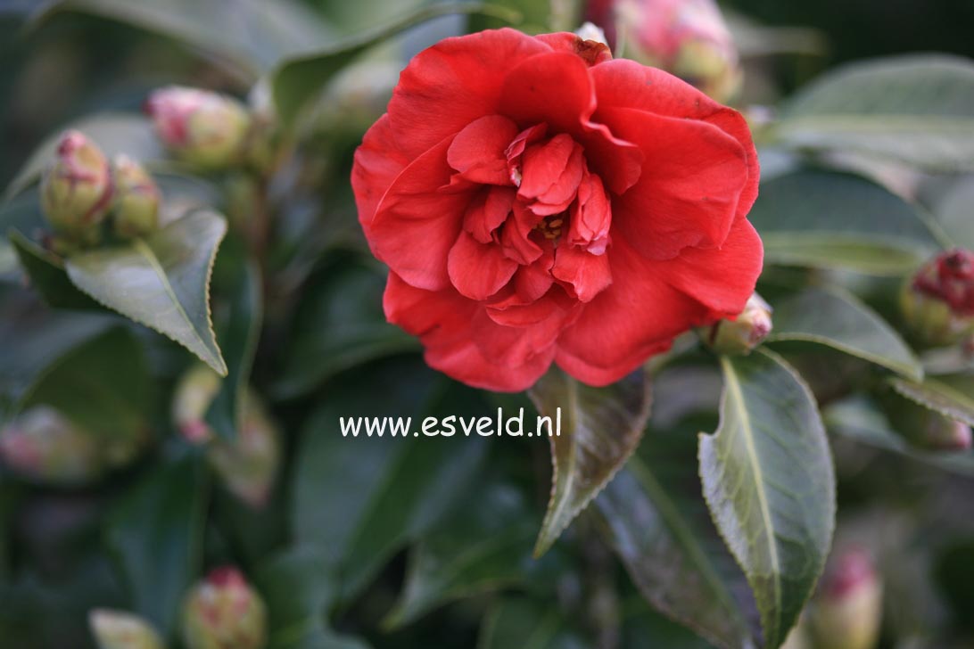 Camellia japonica 'Wild Fire'