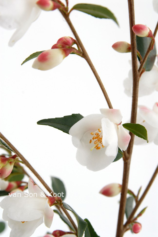 Camellia rosthorniana 'Elina' (CUPIDO)