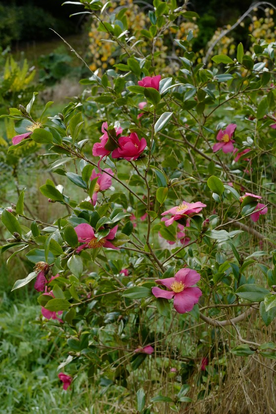 Camellia sasanqua 'Crimson King'