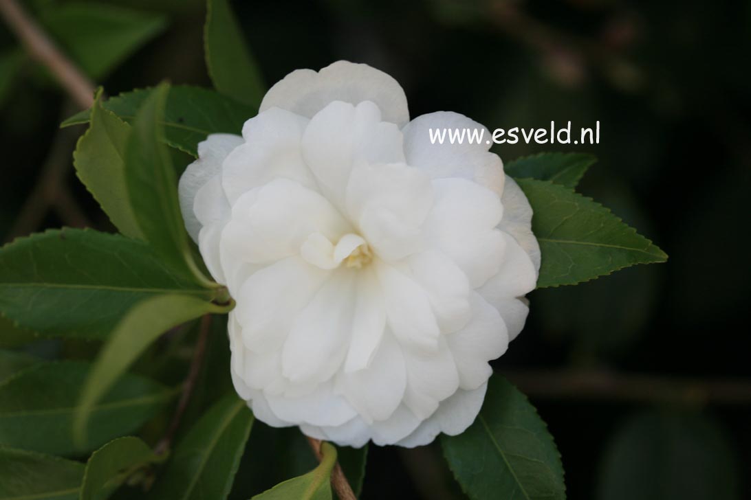 Camellia sasanqua 'Early Pearly'