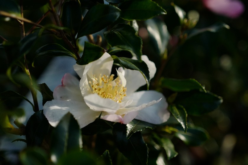 Camellia sasanqua 'Fragrans'