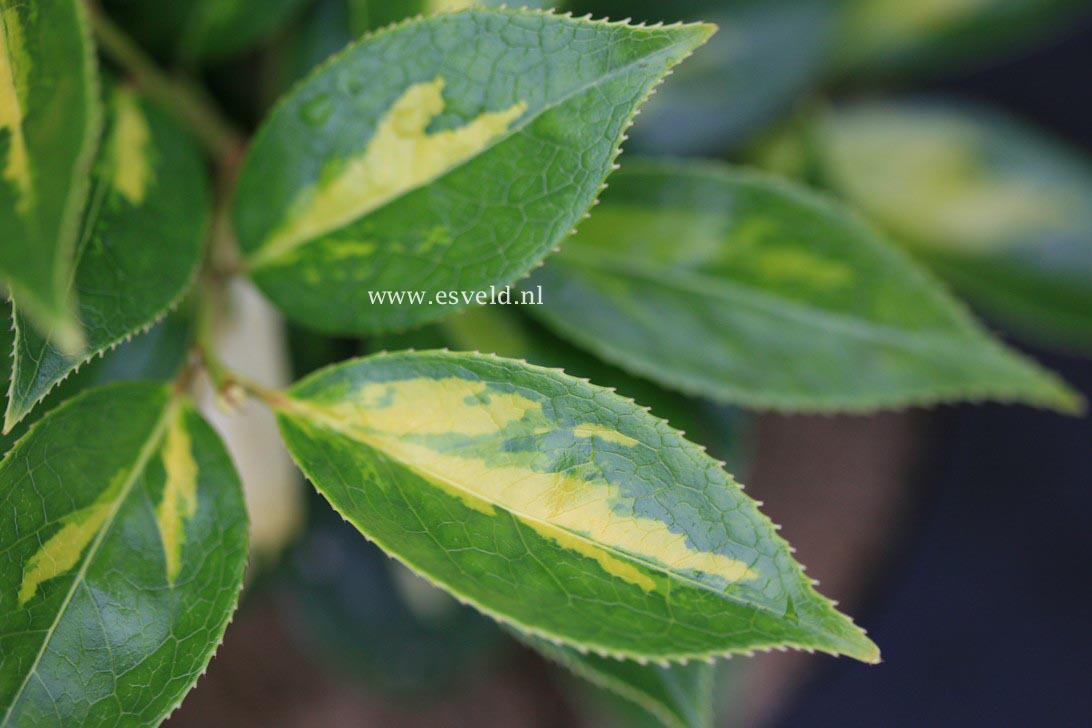 Camellia sasanqua 'Fuji no mine'