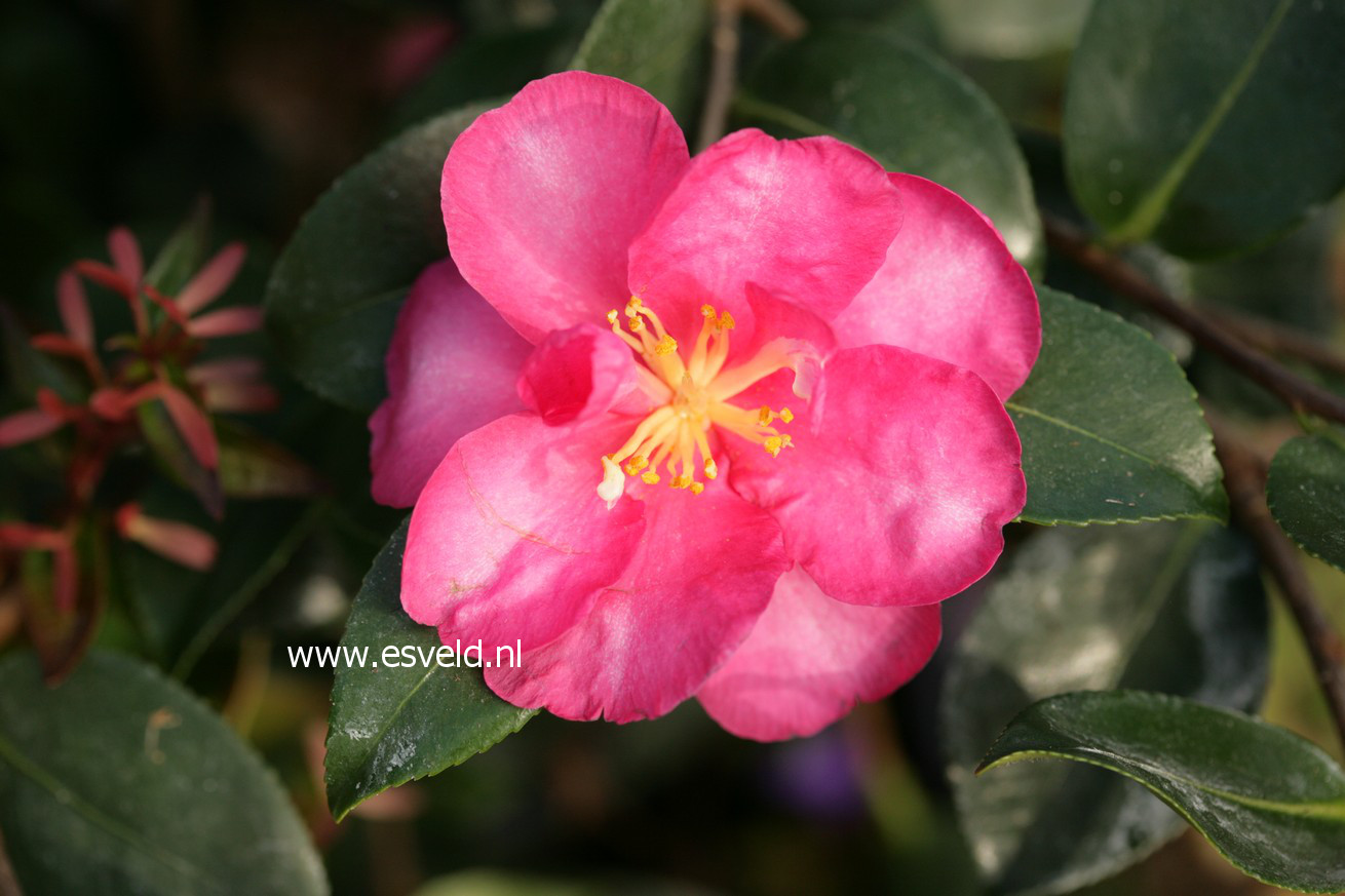 Camellia sasanqua 'Hiryu'