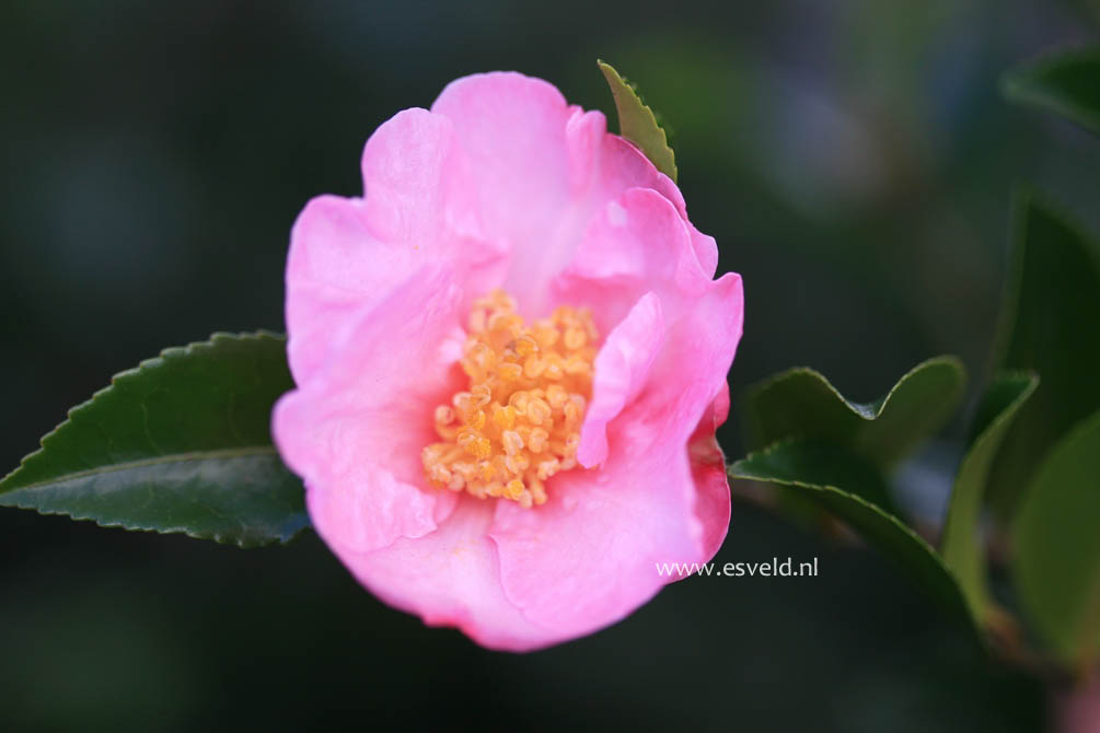 Camellia sasanqua 'Hugh Evans'