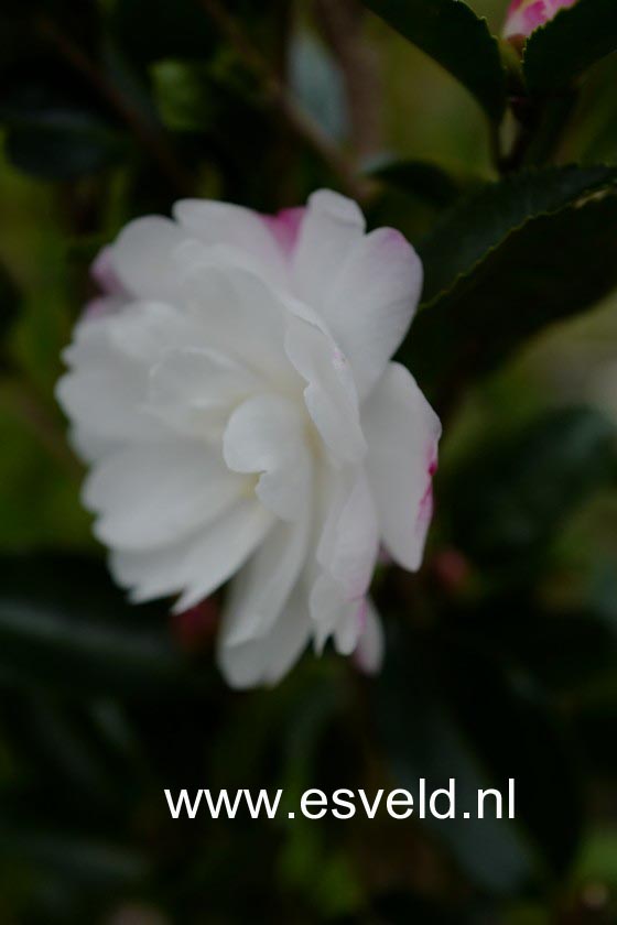 Camellia sasanqua 'Kogyoku'