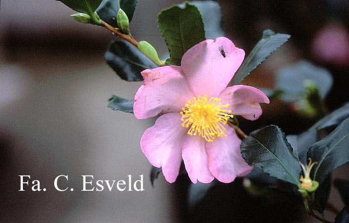 Camellia sasanqua 'New Dawn'