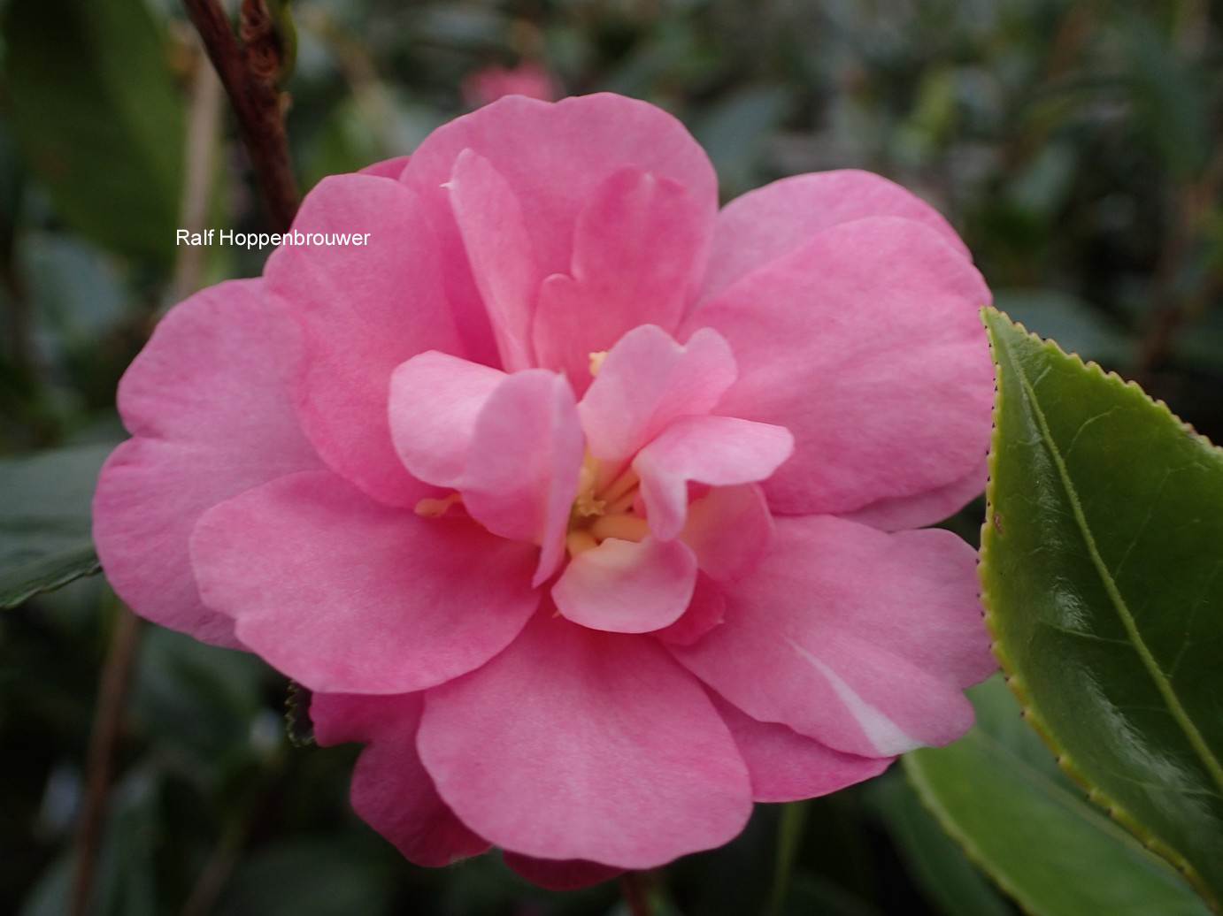 Camellia sasanqua 'Paradise Hilda'