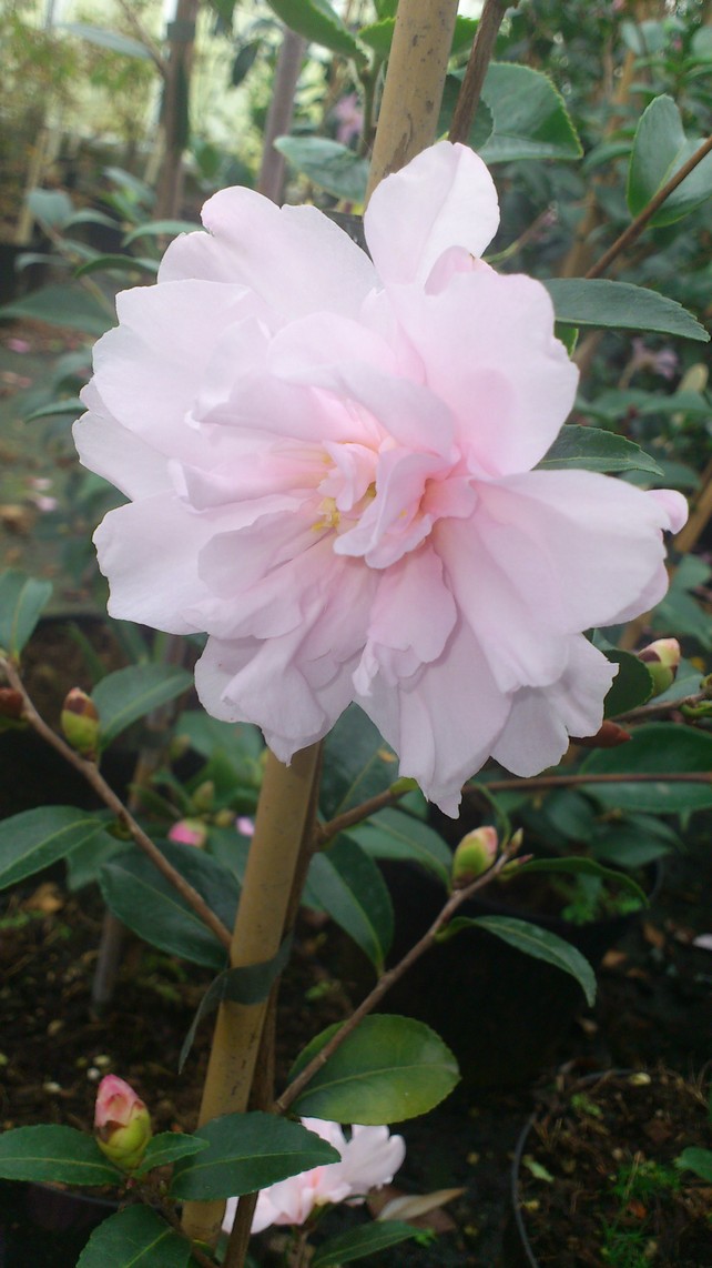 Camellia sasanqua 'Paradise Petite'