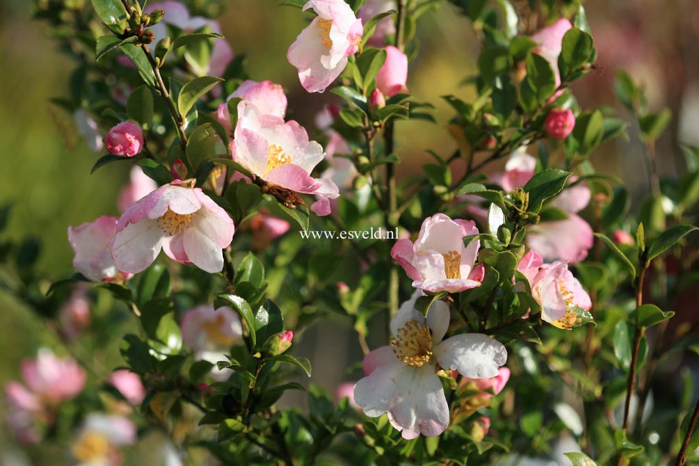 Camellia sasanqua 'Rainbow'