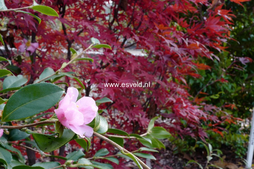 Camellia sasanqua 'Rosea'