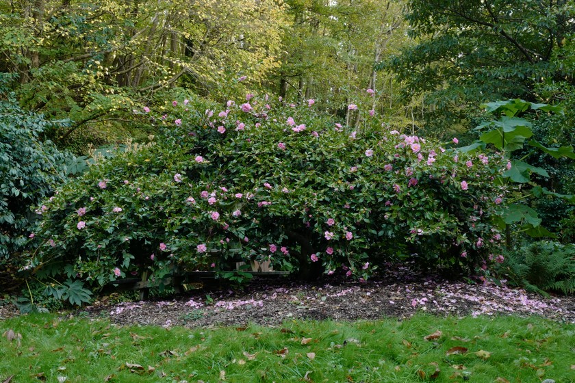 Camellia sasanqua 'Showa-no-sakae'