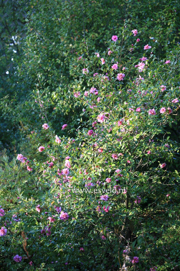 Camellia sasanqua 'Sparkling Burgundy'