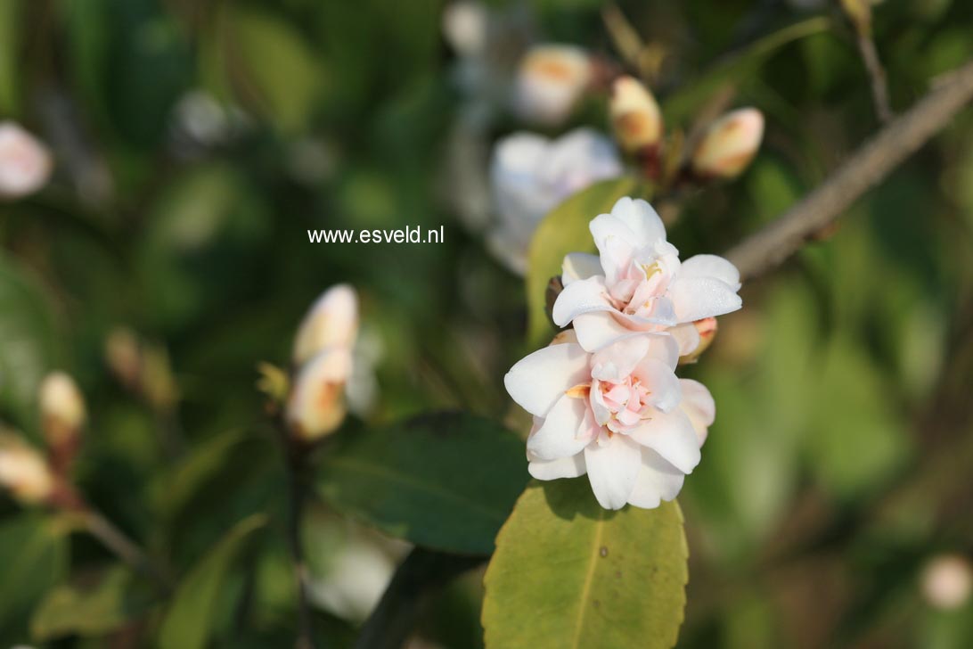 Camellia sasanqua 'Tiny Princess'