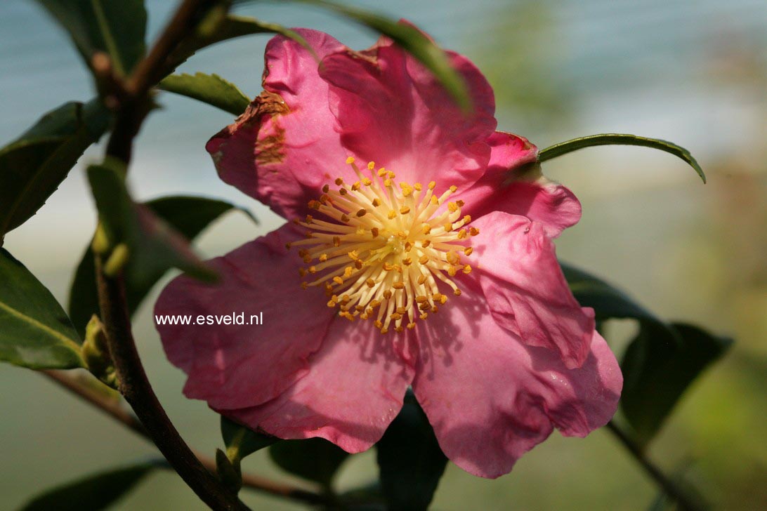 Camellia sasanqua 'Vicomte de Noailles'