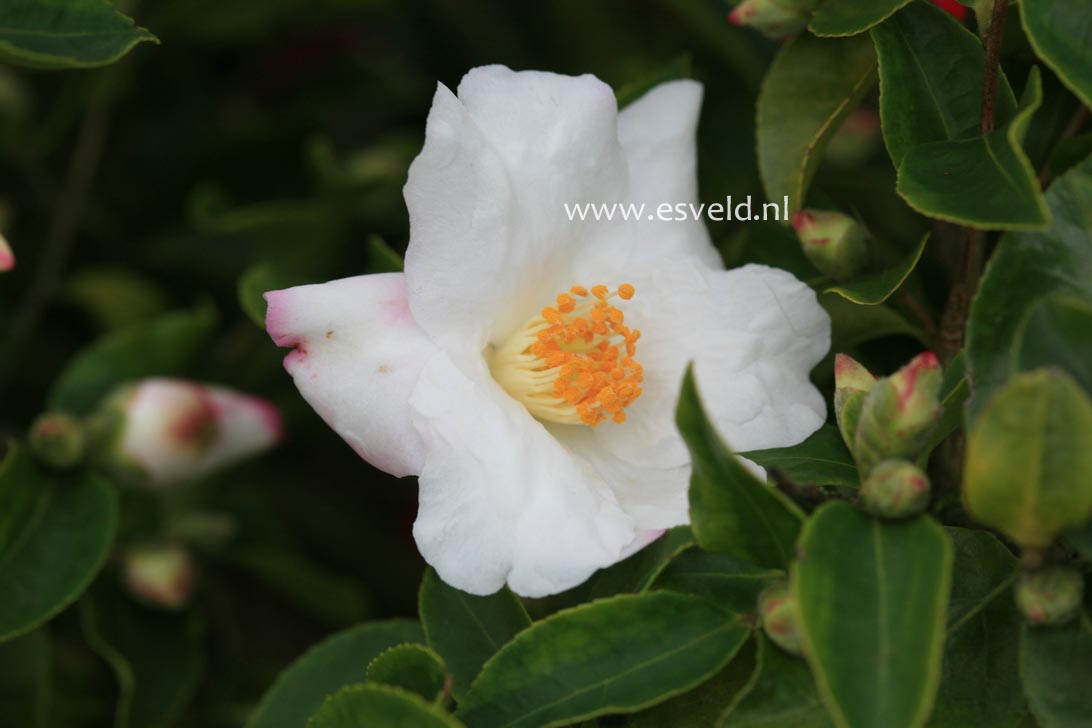 Camellia sasanqua 'Yoimachi'