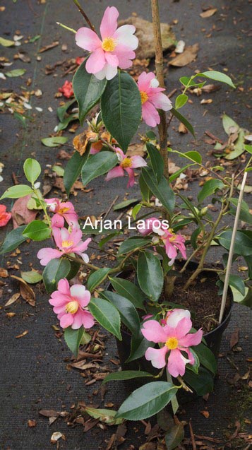 Camellia sasanqua 'Yume'