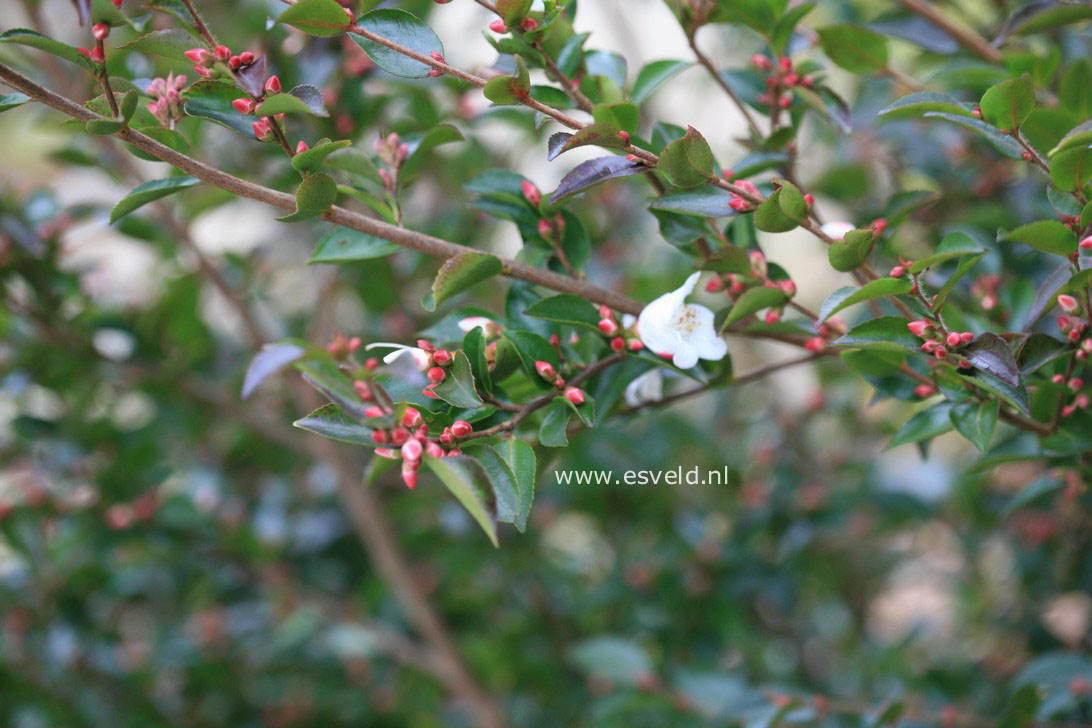 Camellia transnokoensis