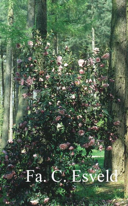 Camellia williamsii 'Donation'
