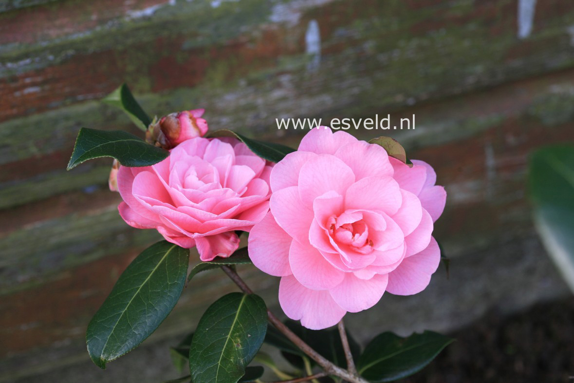 Camellia williamsii 'Dreamboat'