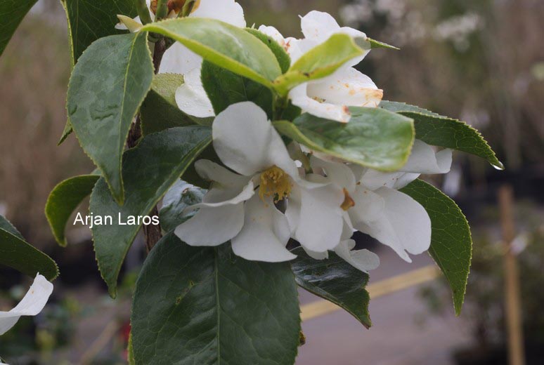 Camellia yuhsienensis