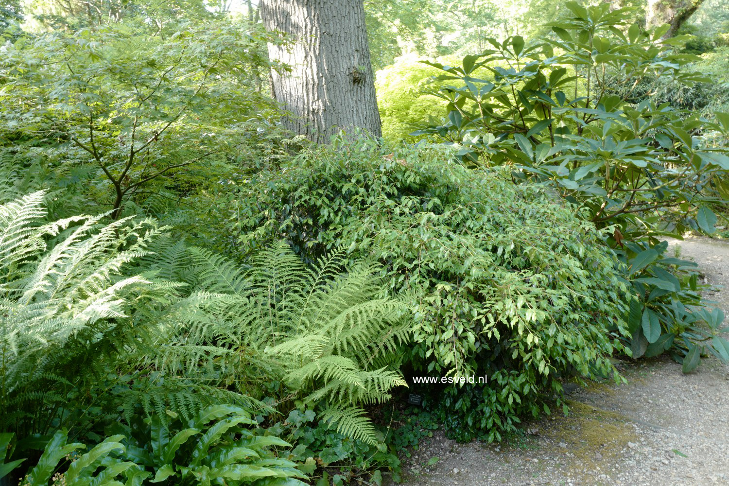 Camellia yunnanensis