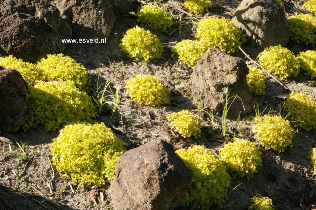Campanula 'Dickson's Gold'