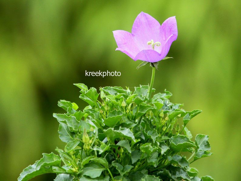 Campanula carpatica 'Blaue Clips'