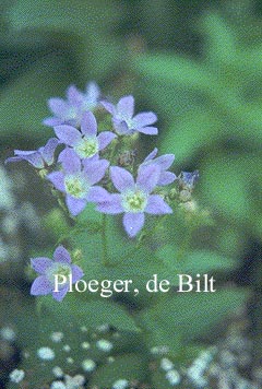 Campanula lactiflora