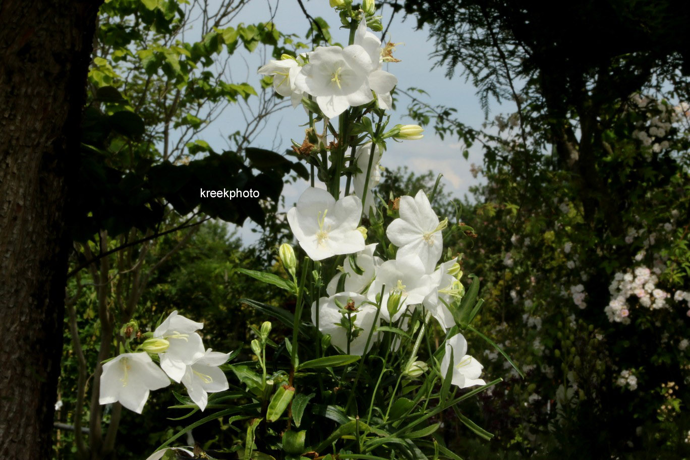 Campanula persicifolia 'Takion White'