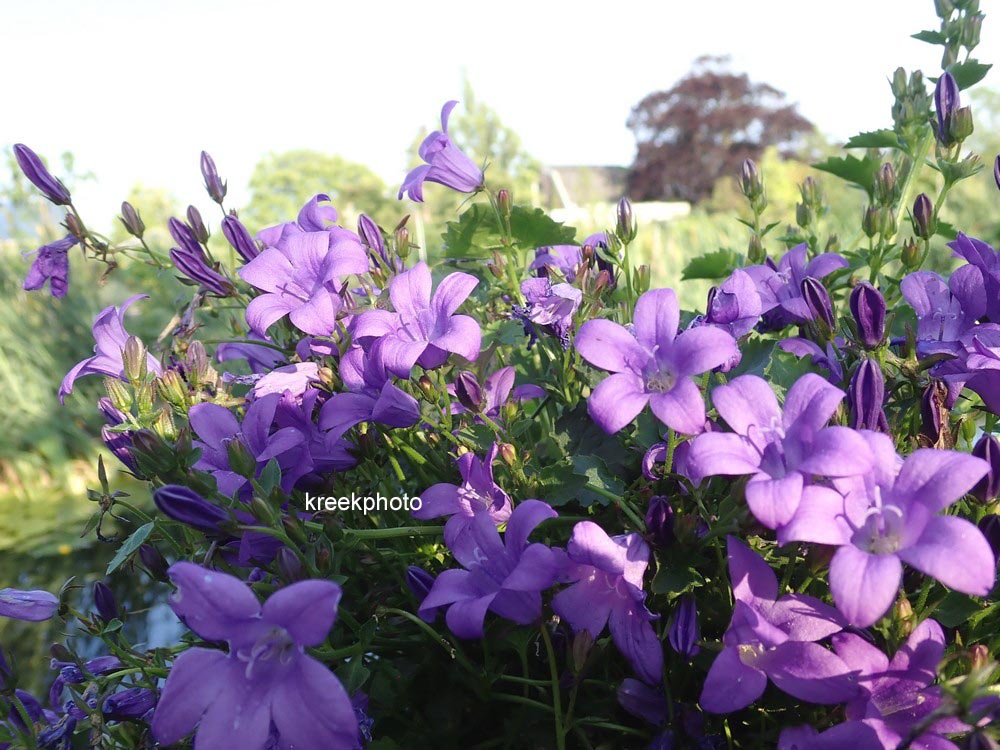 Campanula portenschlagiana 'Catharina'