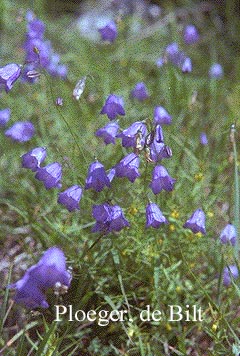 Campanula rotundifolia