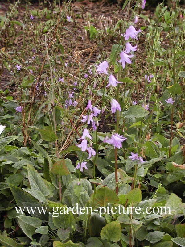Campanula sarmatica 'Hemelstraling'