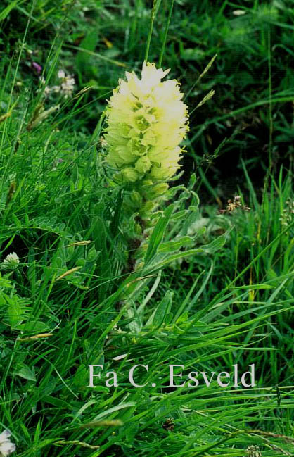 Campanula thyrsoides