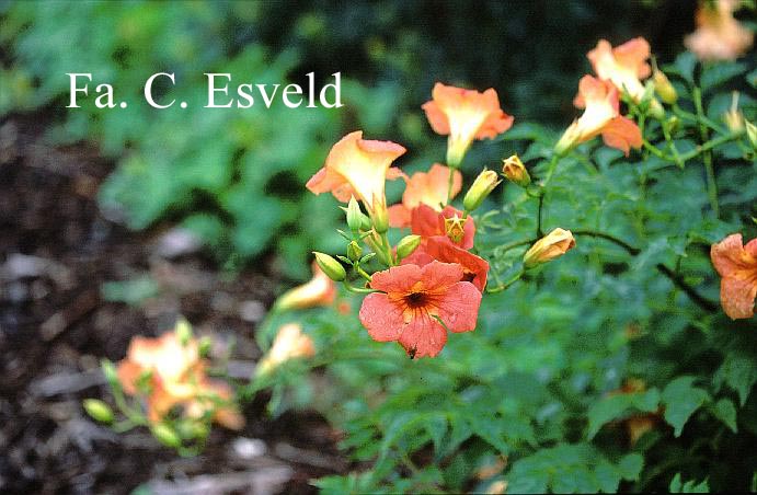 Campsis grandiflora 'Fransa'