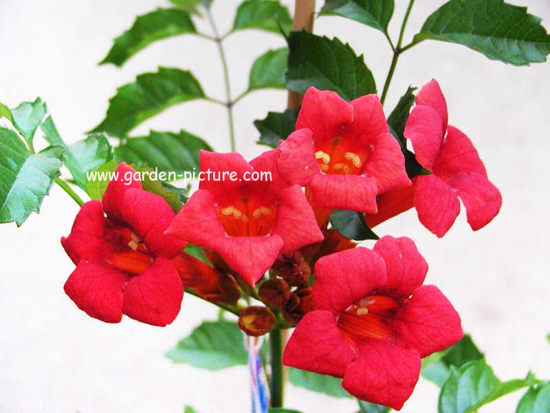 Campsis radicans 'Huitan' (TANGO)