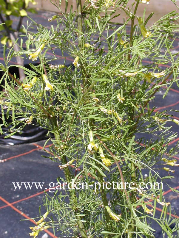 Caragana arborescens 'Lorbergii'