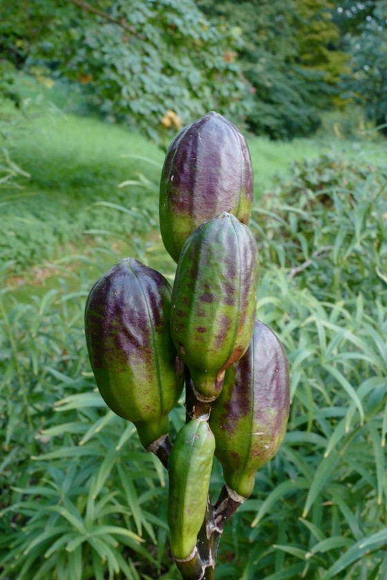 Cardiocrinum giganteum