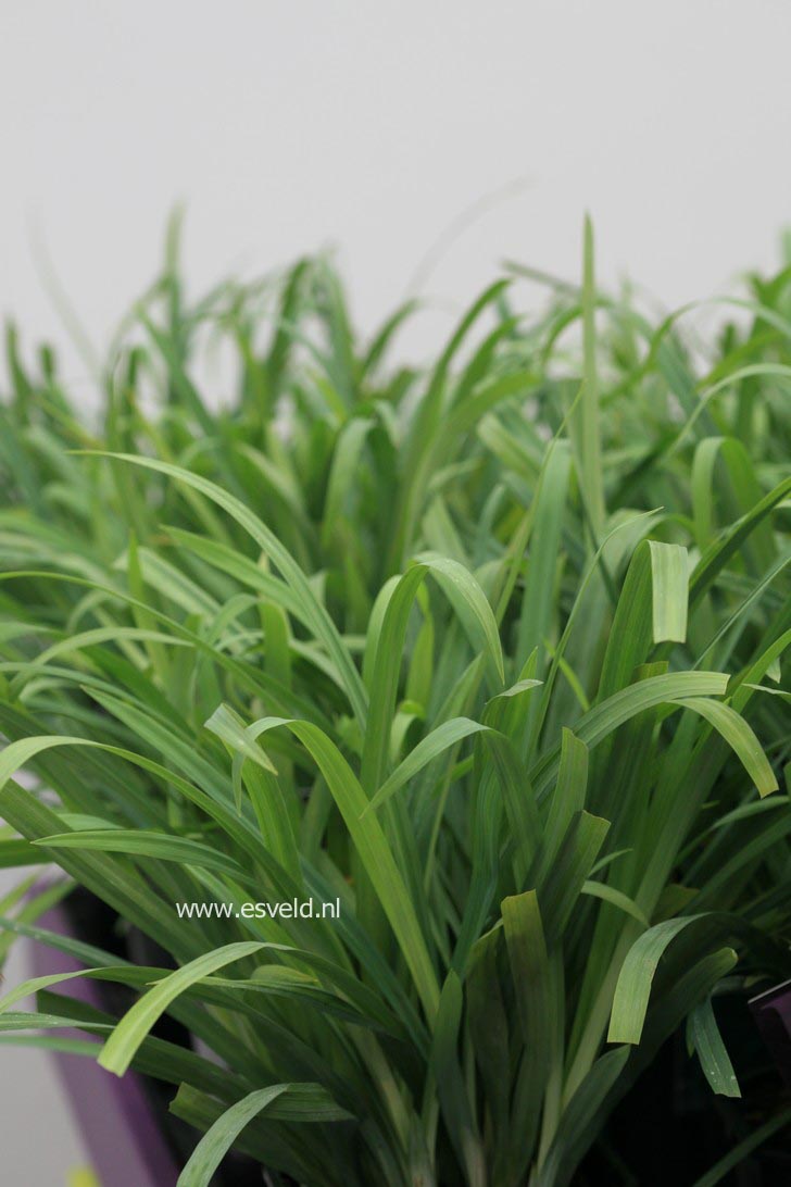 Carex laxiculmis 'Bunny Blue'