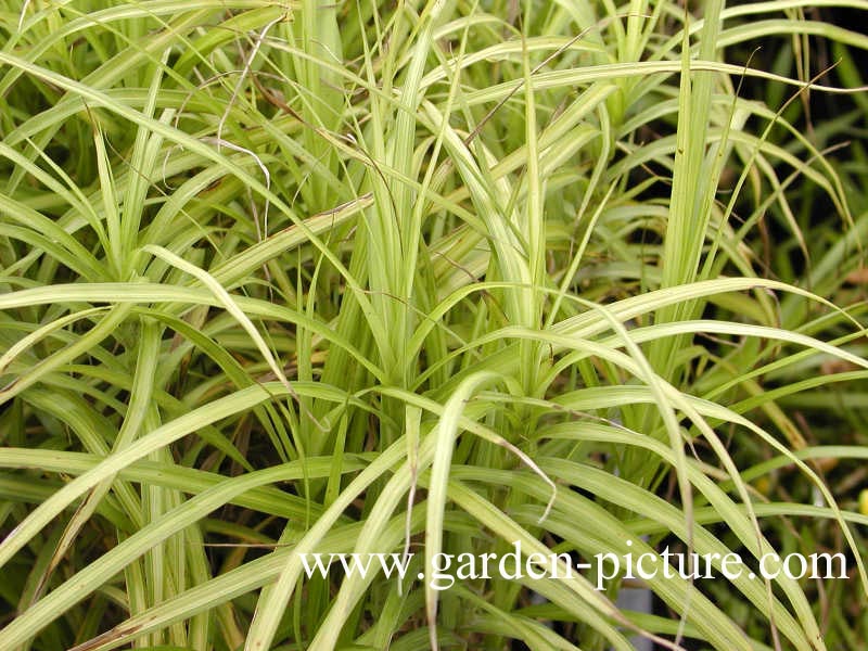 Carex morrowii 'Aureovariegata'