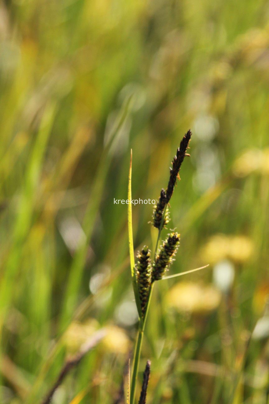 Carex nigra